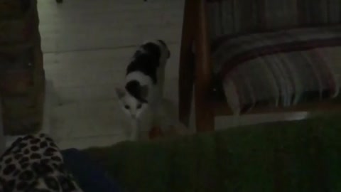 Slow motion black and white cat jumps onto couch to chase toy