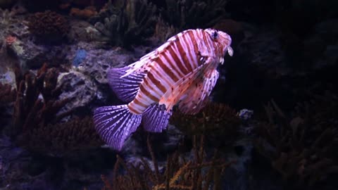 Stunning view inside an aquarium