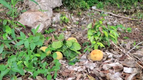 Adventure in forest - Find Fruit In The Jungle - Eating santol delicious