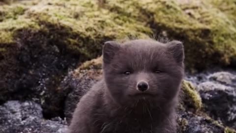 Baby Arctic Fox calls for its mom