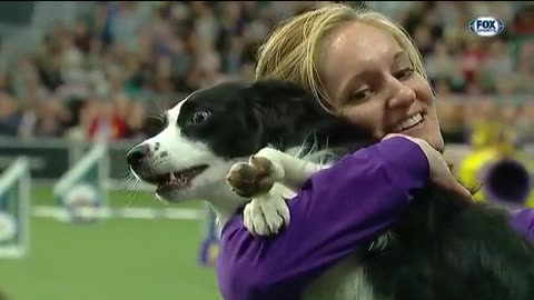 "Beautiful Athletic Dog: Incredible Agility & Stunning Tricks | Watch Now!"