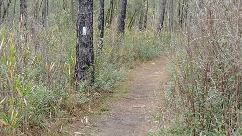 Beautiful day in Blackwater State Forest