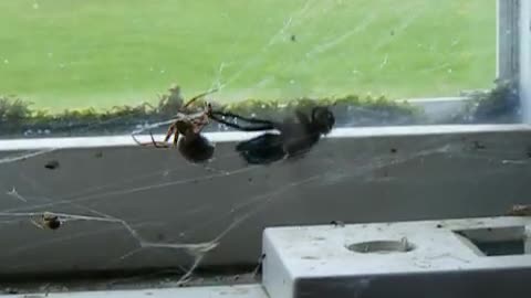 Strength of a spider web - Spider Catches Fly