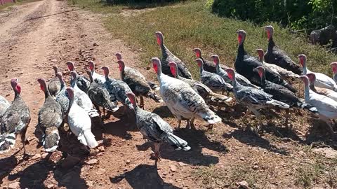 Domestic turkeys in the wild