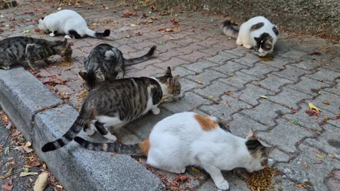 All the cats living in this neighborhood attack each other