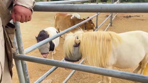 Alex Wild Animals Stories at the Farm