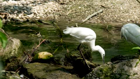 heron-little-egret-bird-bach-