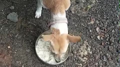 Feeding Dogs