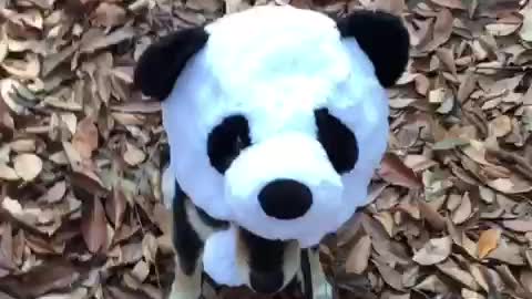 Panda dog