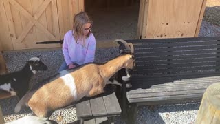 Goats on the chair swing C 10.2020