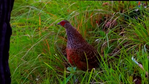 Amazing Largest Birds of The World - Birds of Rainforest - Nature Film