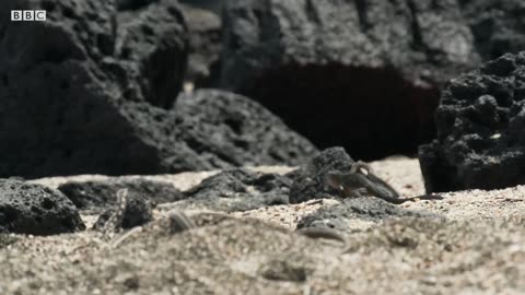 Iguana vs Snakes (Full Clip) / Planet Earth II / BBC Earth