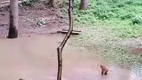 Monkey cubs jumping in the water 🐒🐒🐒