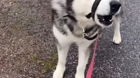 Super cute husky dog