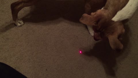 Laser Fast Dog