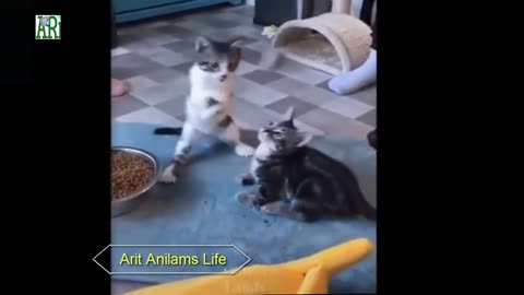 Les chats sont si drôles que vous pouvez mourir de rire - Funny Cats Videos 2021