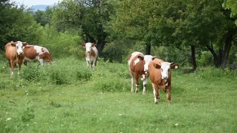 cattle ranch in serbia