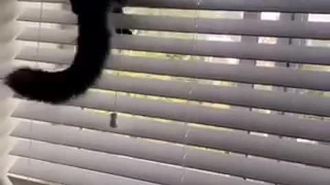 Is real peanut cat climbs blinds