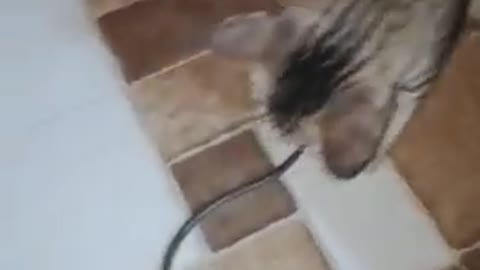 Amazing Cat Attack To Snake