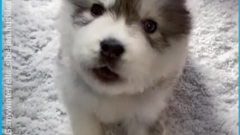 Cute Siberian Husky Pup Howling