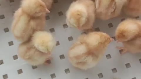 Cute Baby Chickens - Funny Baby chicks