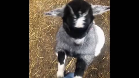 Dancing lamb