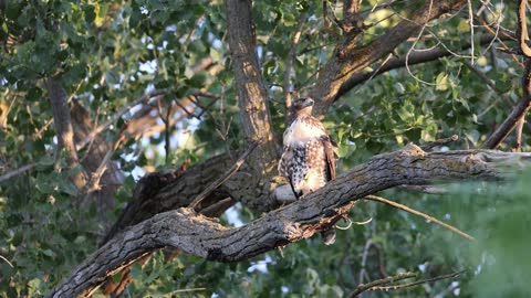 Red Tail Hawk Fledgling