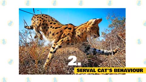 Serval Cats 101 : Fun Facts & Mythsx