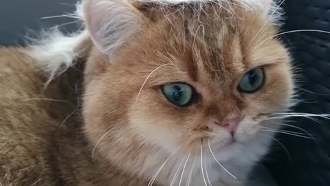 Funny cat shows off fancy new hairstyle