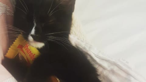 Kitten Adorably Snuggles Chocolate