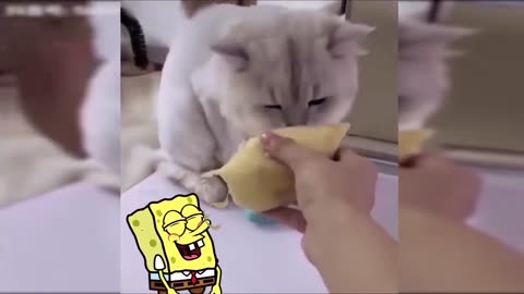 Best Funny Dogs And Cats Videos - Funny moments of Dogs & Cats Compilation - Spongebob In Real Life