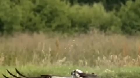 Osprey almost drowned while fishing