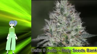 Delta 9 Auto – Holy Seeds Bank