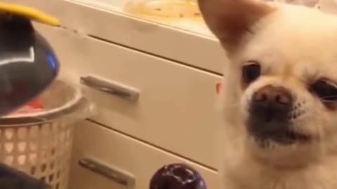 Angry Dog #Funny #Video