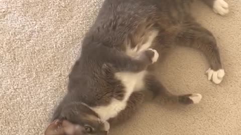 Gray cat rolling around in carpet