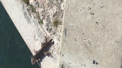 Marine Iguana in Key West