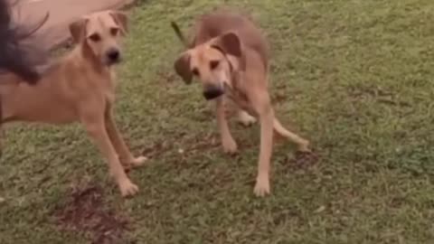 "FUNNY CATS AND DOGS COMPILATION" 004