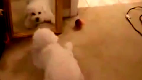 Funny Mirror Prank on Dog