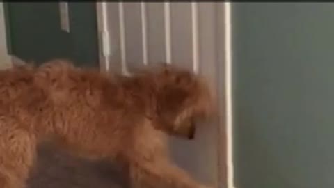 Brown dog playing with door stopper