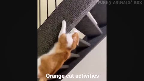 funny animal tiktok videos 2024😂🤣🤣🤣