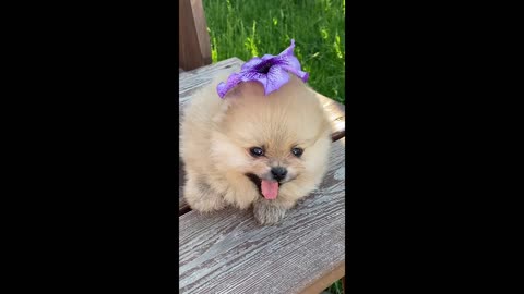 Cute baby animals Videos Compilation cutest moment of the animals - Cutest Puppies #2