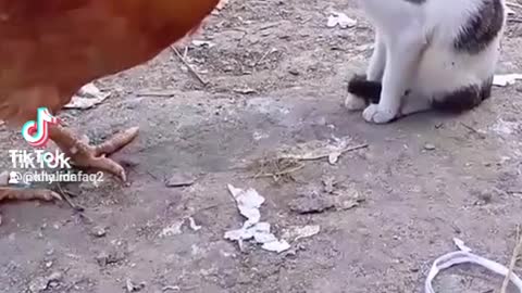 He-Hen fighting with cute cat funny clip