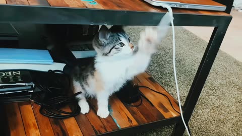 Funny, cute kitten