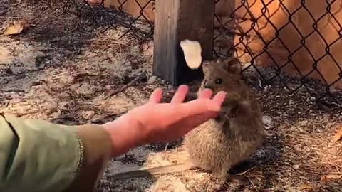 Quokkas react to Juggling