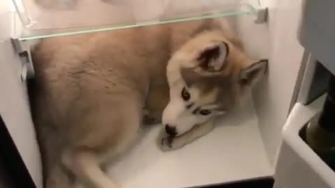 Smart puppy runs into the refrigerator by himself