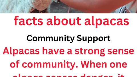 facts about alpacas....5/11