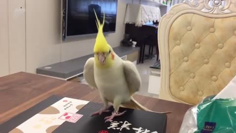 parrot dancing on the box