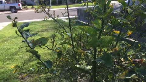 Blooming Meyer Lemon Tree