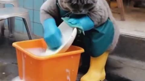 Cats Washing Dishes