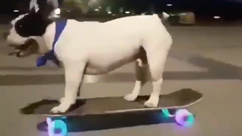 🥰😍🤩😊😻 Talented boy | Skater Dog! 🥰😍🤩😊😻⁣⁣